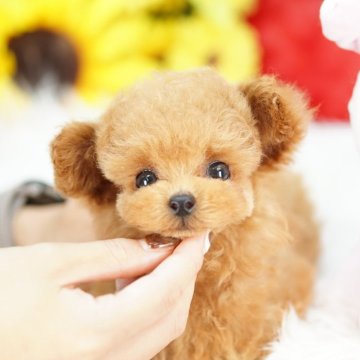 トイプードル(ティーカップ)【埼玉県・女の子・2025年7月18日・レッド】の写真「マイクロティーカップ予想の超激かわプリンセス」