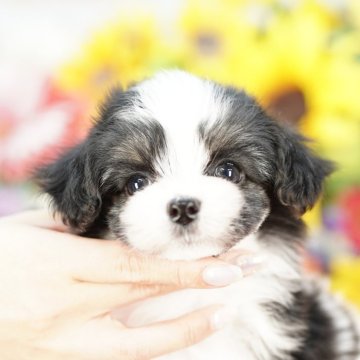 ミックス(パピヨン×マルチーズ)【埼玉県・女の子・2025年3月13日・ホワイト&ブラック】の写真「超レア！！　パーティーカラーのパピマル」