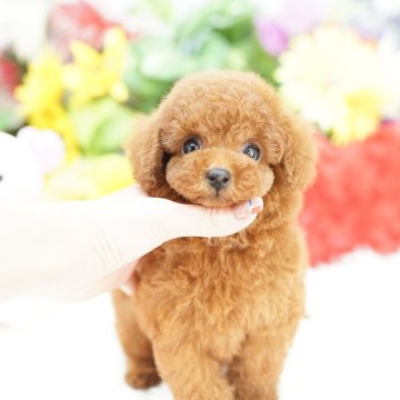 ティーカッププードル【埼玉県・男の子・2025年9月24日・レッド】の写真「毛量毛質最高級の激かわプリンス君♡」