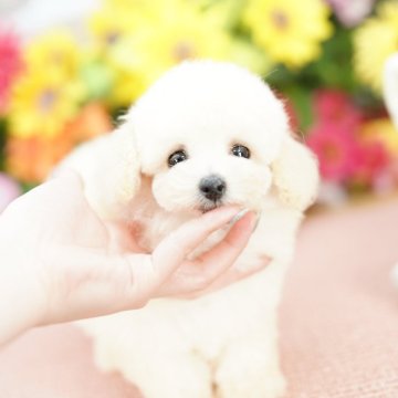 トイプードル(ティーカップ)【埼玉県・男の子・2025年4月26日・クリーム】の写真「組織的大乱繁殖絶対反対！！」