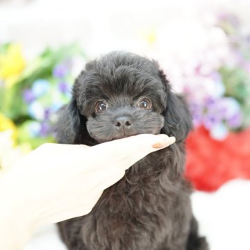 チワプー(トイプードル×チワワ)【埼玉県・男の子・2025年7月30日・ブラック】の写真「チワプー（♂トイプードル×♀チワワ）」