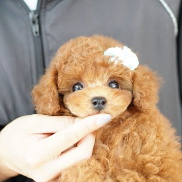 トイプードル(タイニー)【埼玉県・男の子・2025年5月22日・レッド】の写真「当犬舎は見学会などといったイベント行為は行いません」