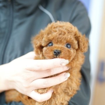 ティーカッププードル【埼玉県・男の子・2025年9月21日・レッド】の写真「ブリーダーなので見学会等イベント行為は行いません」