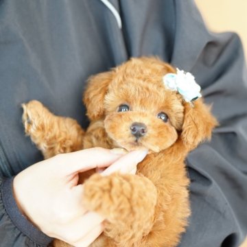 タイニープードル【埼玉県・男の子・2025年6月21日・レッド】の写真「当犬舎は見学会などといったイベント行為は行いません」