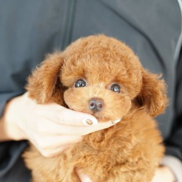 タイニープードル【埼玉県・男の子・2025年6月29日・レッド】の写真「当犬舎は見学会などイベント行為は行いません」