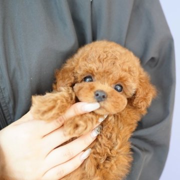 トイプードル(タイニー)【埼玉県・男の子・2025年10月14日・レッド】の写真「評価の数を競うブリーディングは全く目標にありません」