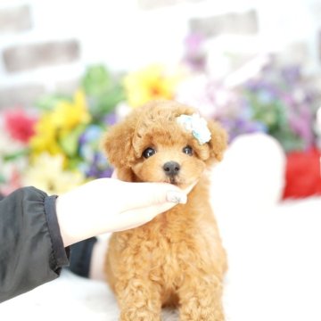 タイニープードル【埼玉県・男の子・2025年9月9日・レッド】の写真「20回払い迄金利0❗ クリクリお目々♡」