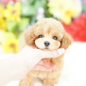 ティーカッププードル【埼玉県・男の子・2025年10月6日・アプリコット】の写真「子犬の見学会といったイベント行為は行っておりません」