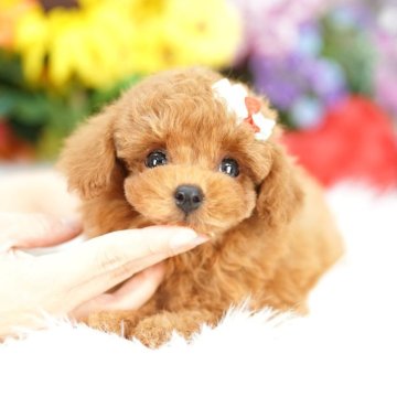 タイニープードル【埼玉県・男の子・2025年7月6日・レッド】の写真「当犬舎は何十頭も掲載を抱える様な繁殖は行いません」