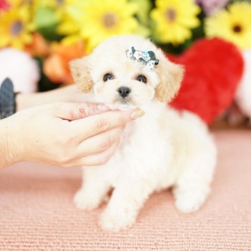 ビションプー(ビションフリーゼ×トイプードル)【埼玉県・男の子・2025年5月11日・クリーム】の写真「20回払い迄金利0❗パパは超レア韓国ミニビション♡」
