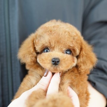 トイプードル(タイニー)【埼玉県・女の子・2025年8月27日・レッド】の写真「20回払い迄金利0❗　超激かわプリンセス♡」
