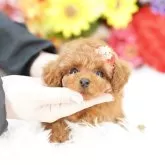 ティーカッププードル