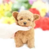 ティーカッププードル