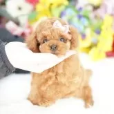 タイニープードル