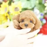 ティーカッププードル