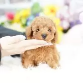 タイニープードル