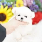 ビションフリーゼ