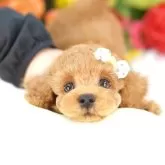タイニープードル【埼玉県・男の子・2025年3月20日・レッド】の写真1「色々なサイズの子犬と幅広い価格帯で他にも複数頭掲載しております❗」