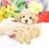 タイニープードル