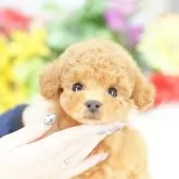 ティーカッププードル