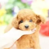 ティーカッププードル【埼玉県・男の子・2025年9月6日・レッド】の写真2「可愛いお顔は可愛い両親からしか生まれません。犬舎のパパママ達は可愛さに徹底的にこだわり厳選しています」