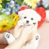 ビションプー(ビションフリーゼ×トイプードル)【埼玉県・女の子・2025年9月23日・クリーム】の写真2