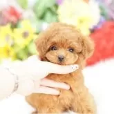 タイニープードル【埼玉県・男の子・2025年10月29日・レッド】の写真3「出産や育児等様々な状況に合わせ犬舎を7つに区分し、感染症のリスクヘッジを常に心掛けております」