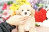 マルプー(マルチーズ×トイプードル)【埼玉県・男の子・2025年5月30日・クリーム】の写真3