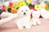 タイニープードル【埼玉県・女の子・2025年4月3日・クリーム】の写真3「出産や育児等様々な状況に合わせ犬舎を7つに区分し、感染症のリスクヘッジを常に心掛けております」