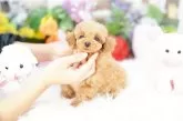 タイニープードル【埼玉県・女の子・2025年1月7日・レッド】の写真3「出産や育児等様々な状況に合わせ犬舎を7つに区分し、感染症のリスクヘッジを常に心掛けております」
