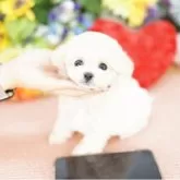 ビションプー(ビションフリーゼ×トイプードル)【埼玉県・女の子・2025年9月23日・クリーム】の写真3