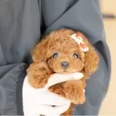 ティーカッププードル【埼玉県・女の子・2025年9月24日・レッド】の写真4「限りなく欠点を無くすべく、過去15年間のデータを基に最善となる交配管理を行っております。」