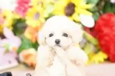 タイニープードル【埼玉県・男の子・2025年4月3日・クリーム】の写真4「限りなく欠点を無くすべく、過去15年間のデータを基に最善となる交配管理を行っております。」
