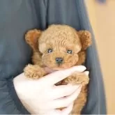 ティーカッププードル【埼玉県・女の子・2025年10月3日・レッド】の写真4「限りなく欠点を無くすべく、過去15年間のデータを基に最善となる交配管理を行っております。」