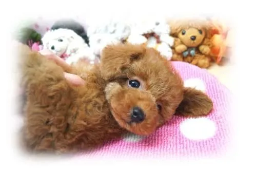 ID：1502-00524の子犬