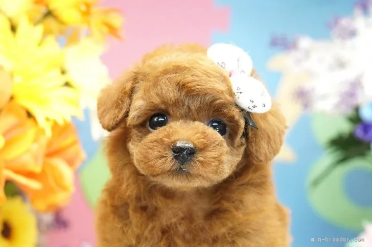 ID:1710-01419の子犬