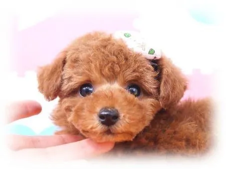 クリームのママ 様のお迎えした子犬