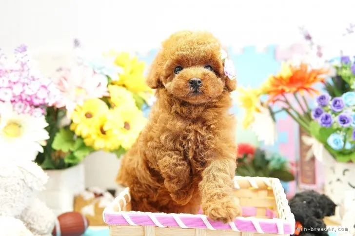 ID:1707-02520の子犬