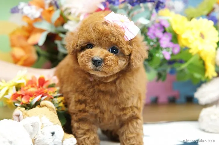 ID：1712-00194の子犬