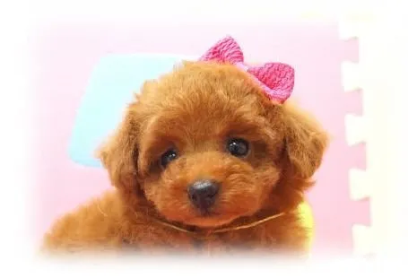 ID：1504-00777の子犬