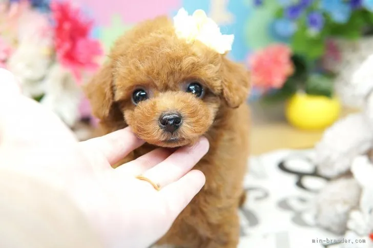ID:1711-00081の子犬