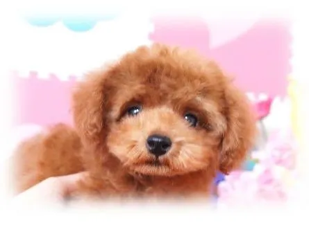 ID：1404-01069の子犬