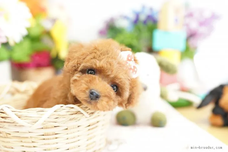 ID：1904-00625の子犬