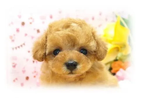 ID:1502-00170の子犬