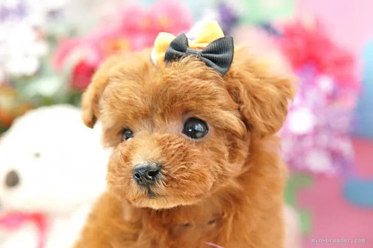 ID:1802-00873の子犬
