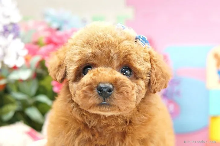 ID:1802-00883の子犬