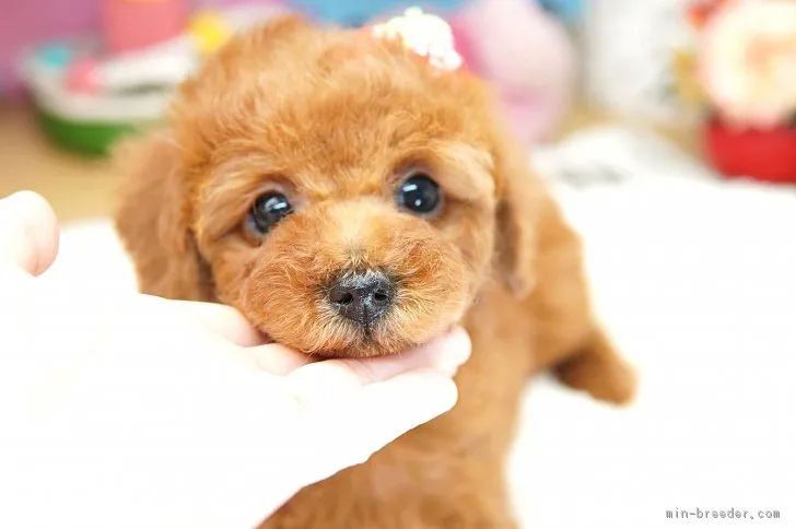 ID：1802-01114の子犬