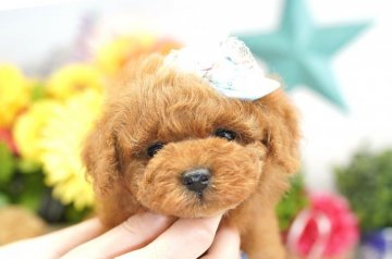 トイプードル(タイニー)【埼玉県・男の子・2019年3月28日・レッド】の写真「6ヶ月の生命保証付き　分割払可　PRA発症しません」