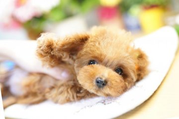 トイプードル(ティーカップ)【埼玉県・女の子・2019年1月27日・レッド】の写真「6ヶ月の生命保証付き　分割払可　PRA発症しません」