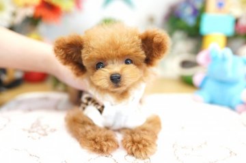 トイプードル(ティーカップ)【埼玉県・女の子・2019年8月18日・アプリコット】の写真「PRA・VWDを発症しません　極小激カワ　分割払可」